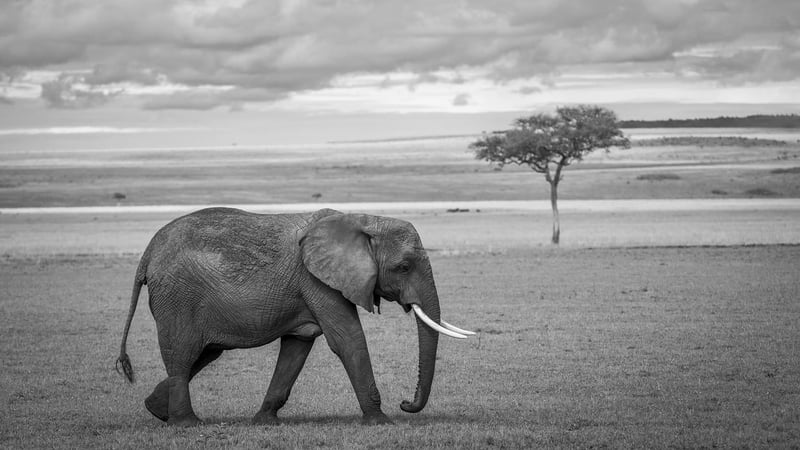 Safari Adventure