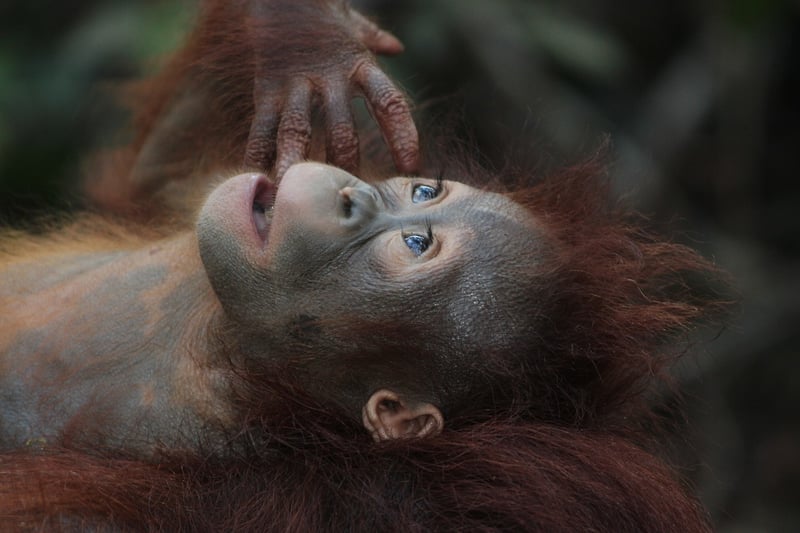 Borneo Rainforest Lodge