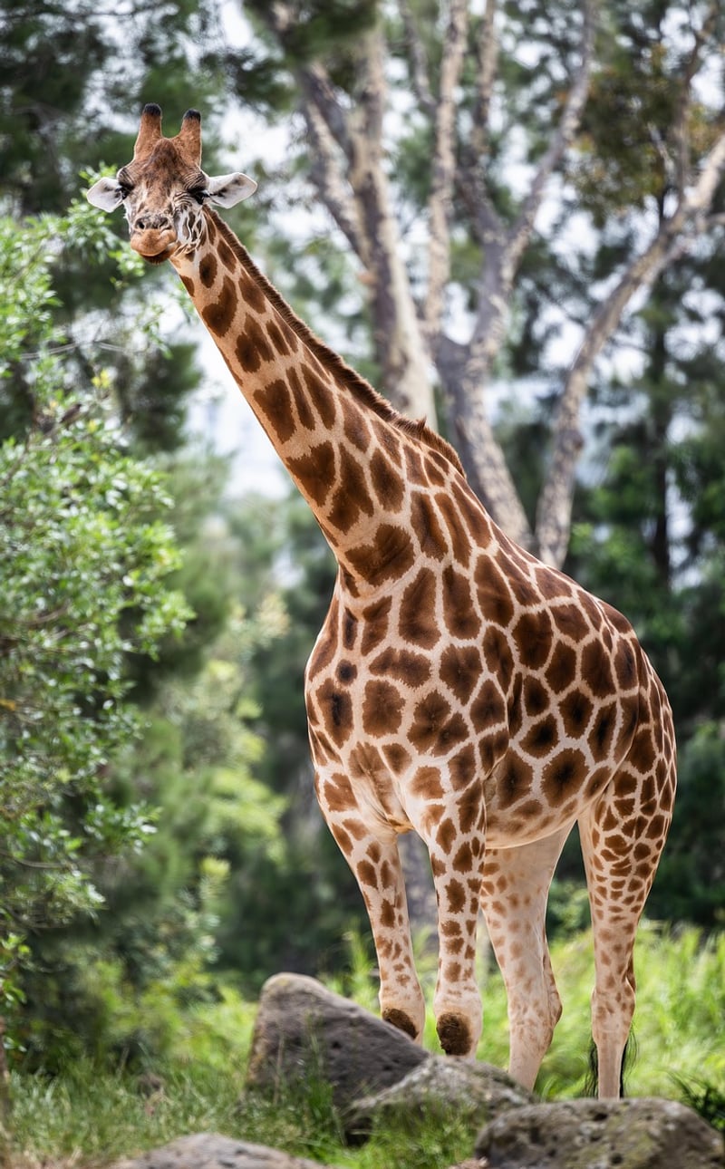 Safari Tour